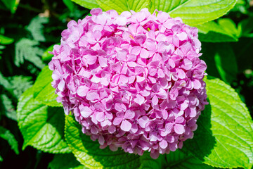 Fototapeta premium Pink Hydrangea Flower Blooming on Green Leaves in Bright Summer Garden Close-Up
