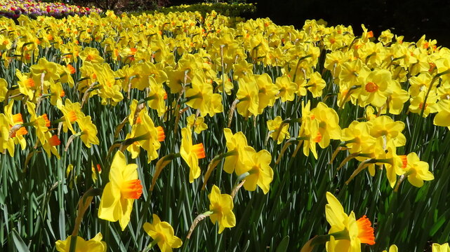 Bl&uuml;hende, gelbe Narzissen oder Osterglocken