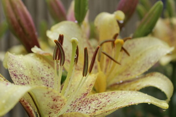 flowers after the rain