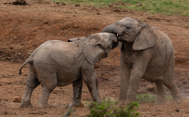 Fototapeta premium Two young elephants playing in Addo Elephant National Park, South Africa