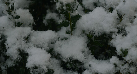 Snow covering the boxwood plants