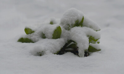 Snow covers the green plant.