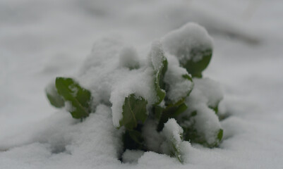 Snow covers the green plant