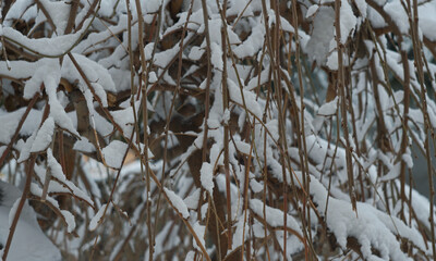 Snowy tree branches