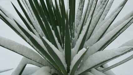 Snow-covered Yucca gloriosa flower