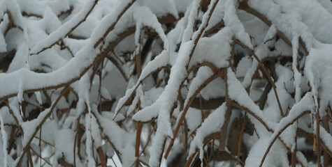 Snowy tree branches