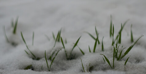 The grass is covered with snow