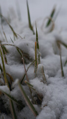 The grass is covered with snow