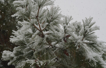 The snow on the fir branches shines like crystals