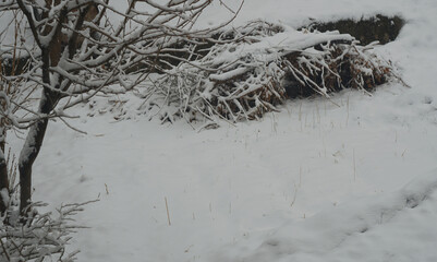 The trees and the ground are covered in thick snow.
