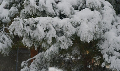 Thick Snow bent the fir branches