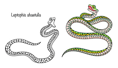Obraz premium Leptophis ahaetulla