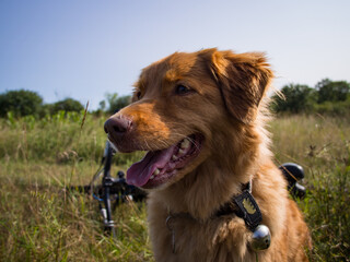 A Nova Scotia Duck Toller Dog Mountain Biking
