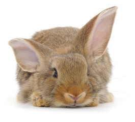 Obraz premium Brown domestic rabbit lying on white background looking forward