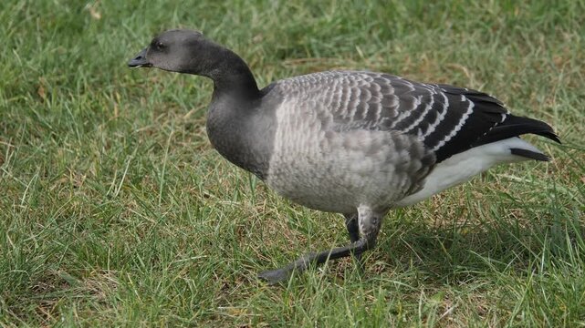 atlantic brant 3