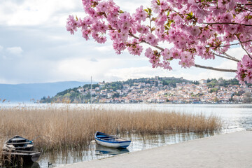 Obraz premium Vibrant pink cherry blossoms frame a picturesque lake with rustic wooden boats, reeds, a paved promenade, and the historic hillside town of Ohrid under a cloudy spring day.
