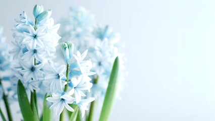 Close-up of fresh aqua hyacinth flowers with bright green leaves, beautifully arranged against a clean, soft white and light blue background, creating a serene and uplifting spring scene.