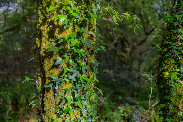 Fototapeta premium A dense forest along the Camino de Santiago in Galicia