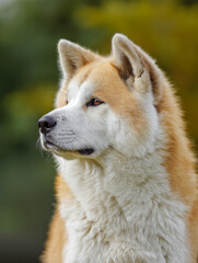 Obraz premium Profile of a majestic fluffy dog with golden and white fur attentively looking into the distance against a soft blurred green natural background