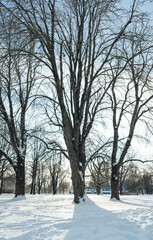 winter scene with three large trees