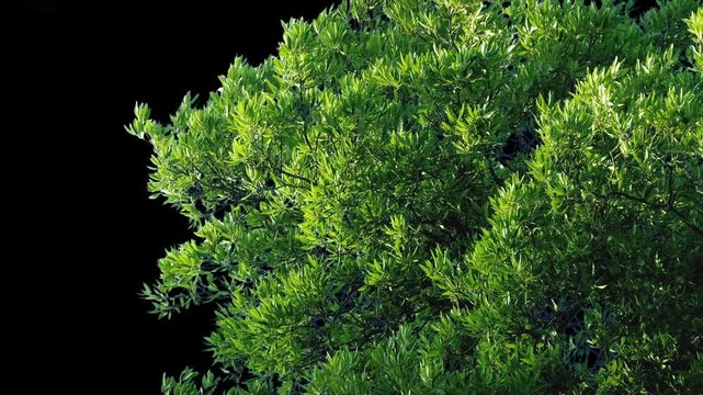 Isolated Tree Branches In Strong Wind With Alpha Channel
