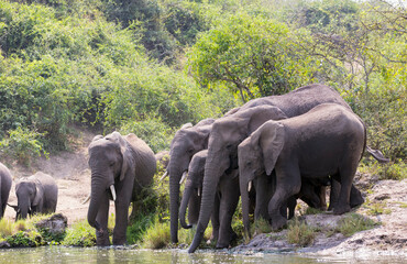 A group of elephant families go to the water's edge for a drink - African elephants standing near lake in Etosha National Park, Namibia © xamnex