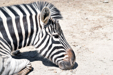 Zebra resting on sandy ground, showcasing distinctive black and white stripes, surrounded by natural habitat, illustrating the beauty of wildlife in a serene environment © Irina