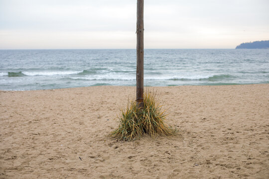 Wooden pole with dune grass on sandy beach in coastal area of varna bulgaria near the black sea shoreline with small waves and distant headland under cloudy sky