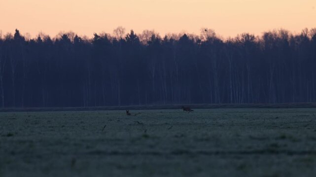 Incredible encounter of wild wolf and fox at sunrise in Naliboki Forest, 4K tripod shot