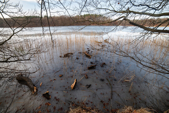 Reeds and Frozen Shore of Liepnitzsee Lake in Winter, Germany