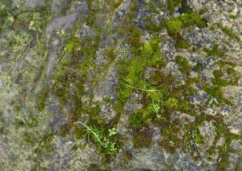 Obraz premium Natural Stone with Moss and Mineral Patina