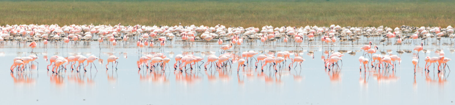 Flock of Lesser Pink Flamingos reflecting in the water while feeding in Amboseli National Park in Kenya Africa KEN