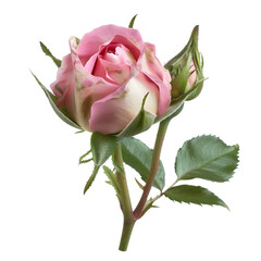 Obraz premium blooming rose bud soft pink isolated on pure white background 