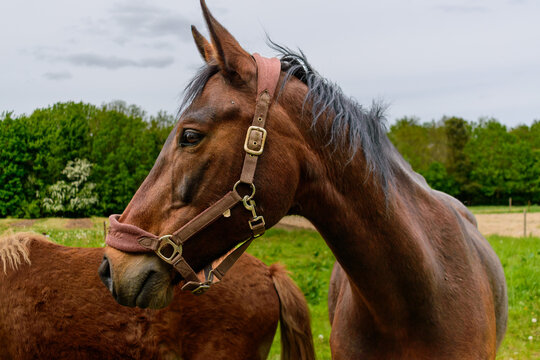 Horse wears a halter in the pasture
