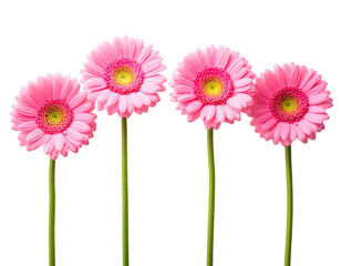 Four vibrant, pink Gerbera daisies, bright yellow centers, stems against a stark black background