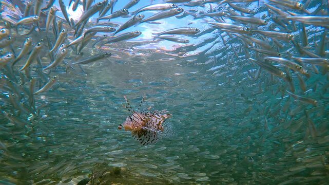 Red Lionfish hunts at very center of swirling vortex formed by millions of Silversides. Massive bait ball sparkles intensely under midday sun in sandy shallows. Predator huns to big school small fish