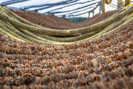 Harvest of Basmas or Basma tobacco fields, fresh green and dry leaf aromatic type cultivated in Xanthi, Rodopi, Evros, premium cigarettes and pipe products, Cuba and Havana cigar plantations, cancer