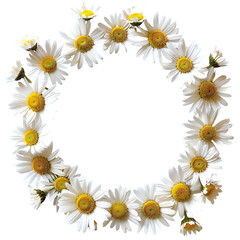 Obraz premium daisy flower crown circular arrangement isolated on pure white background 