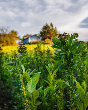 Harvest of Basmas or Basma tobacco fields, fresh green and dry leaf aromatic type cultivated in Xanthi, Rodopi, Evros, premium cigarettes and pipe products, Cuba and Havana cigar plantations, cancer