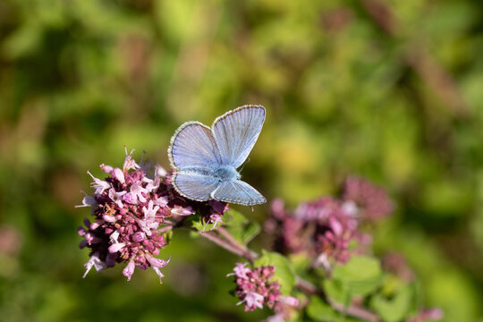 Argus bleu --- Azur&eacute; commun (Polyommatus icarus)
Polyommatus icarus on an unidentified flower or plant
