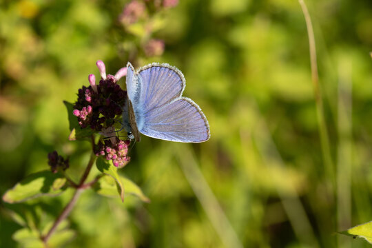Argus bleu --- Azur&eacute; commun (Polyommatus icarus)
Polyommatus icarus on an unidentified flower or plant
