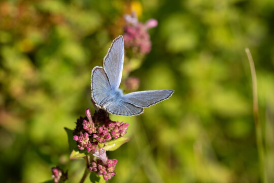 Argus bleu --- Azur&eacute; commun (Polyommatus icarus)
Polyommatus icarus on an unidentified flower or plant
