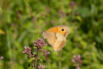 Myrtil (Maniola jurtina) Maniola jurtina in its natural element  © Eric
