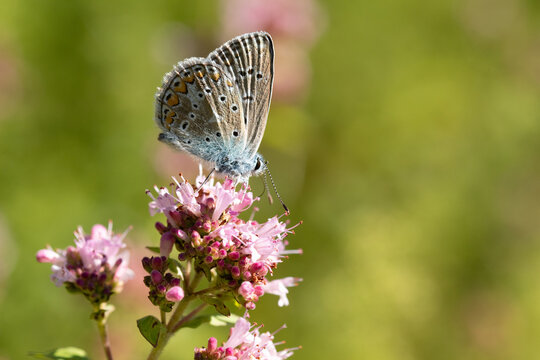 Argus bleu --- Azur&eacute; commun (Polyommatus icarus)
Polyommatus icarus on an unidentified flower or plant
