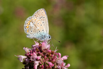 Argus bleu --- Azuré commun (Polyommatus icarus) Polyommatus icarus on an unidentified flower or plant  © Eric