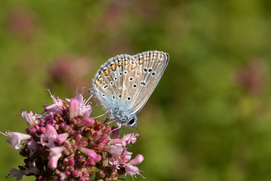 Argus bleu --- Azur&eacute; commun (Polyommatus icarus)
Polyommatus icarus on an unidentified flower or plant
