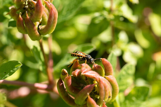 Polistes biglumis
Polistes biglumis in its natural element
