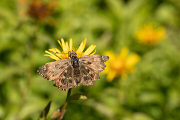 Hespérie de l'alcée (Carcharodus alceae) Carcharodus alceae in its natural element  © Eric