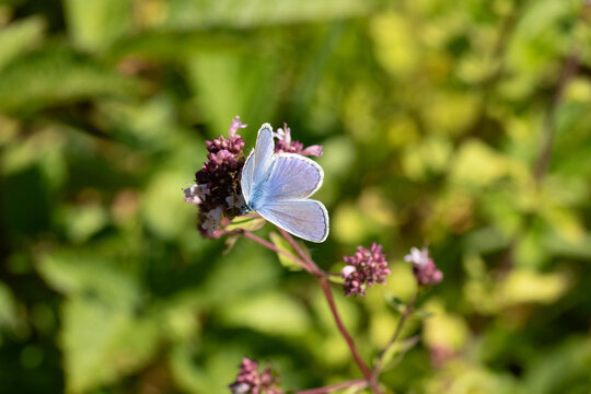 Argus bleu --- Azur&eacute; commun (Polyommatus icarus)
Polyommatus icarus on an unidentified flower or plant
