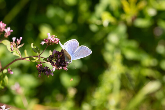 Argus bleu --- Azur&eacute; commun (Polyommatus icarus)
Polyommatus icarus on an unidentified flower or plant
